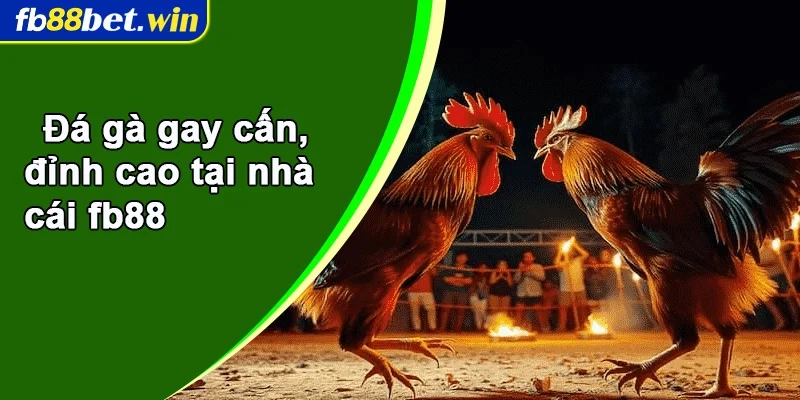 Đá gà gay cấn, đỉnh cao